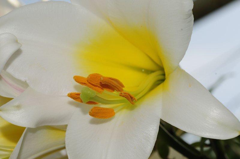 Regal Lily photo 7