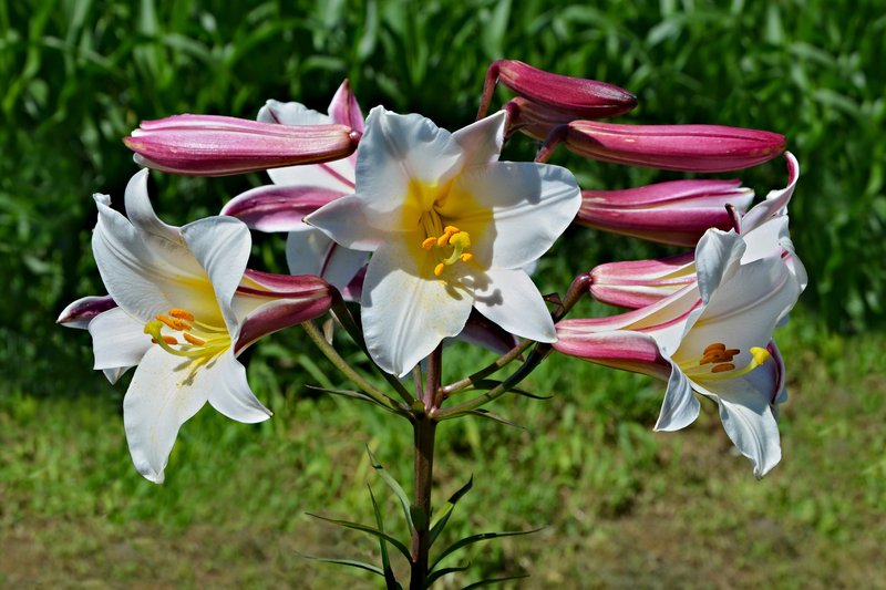 Regal Lily photo 8