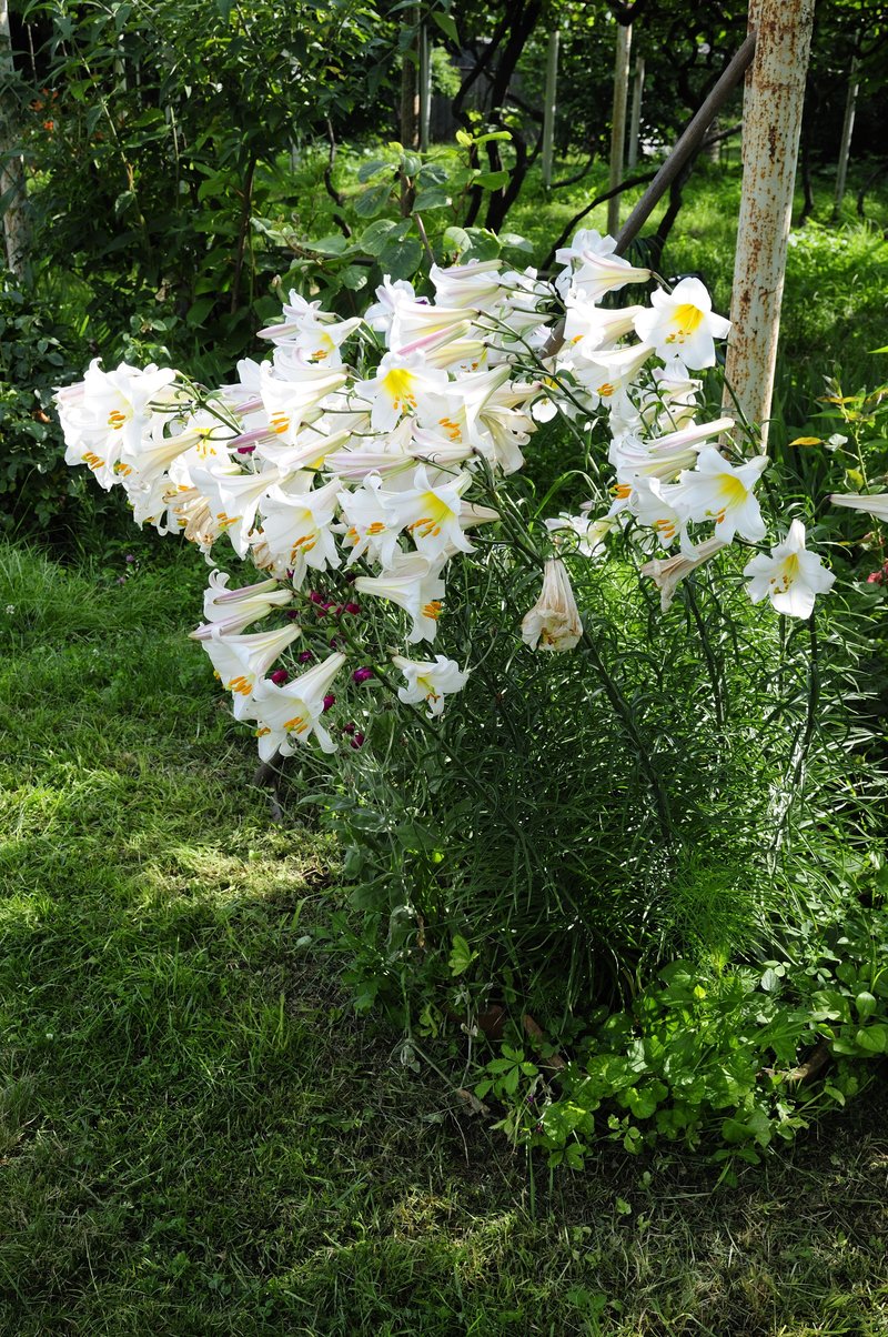 Regal Lily photo 9