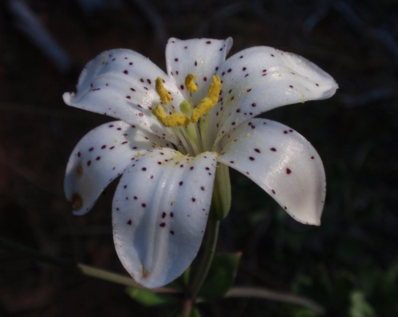 Redwood Lily