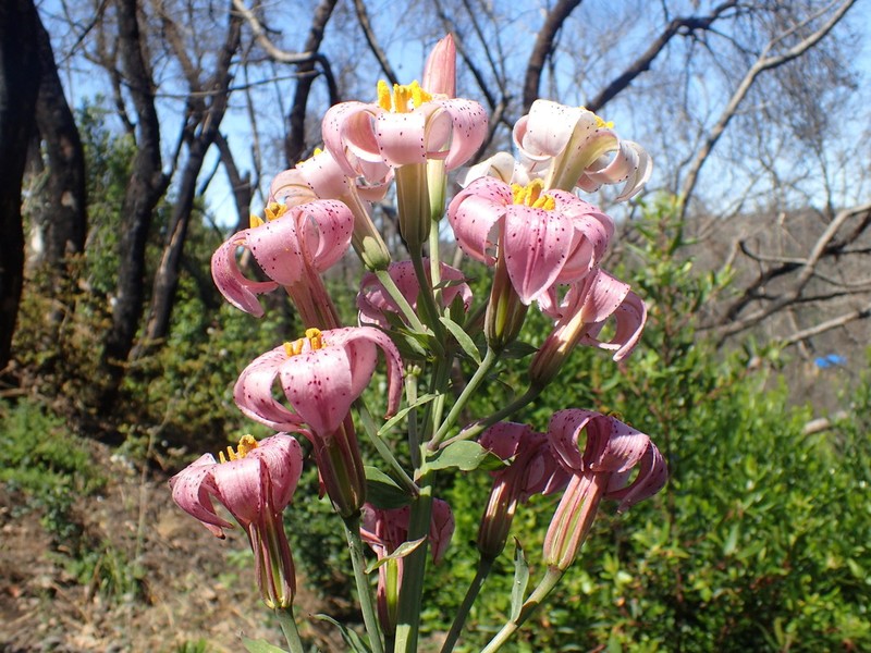 Redwood Lily