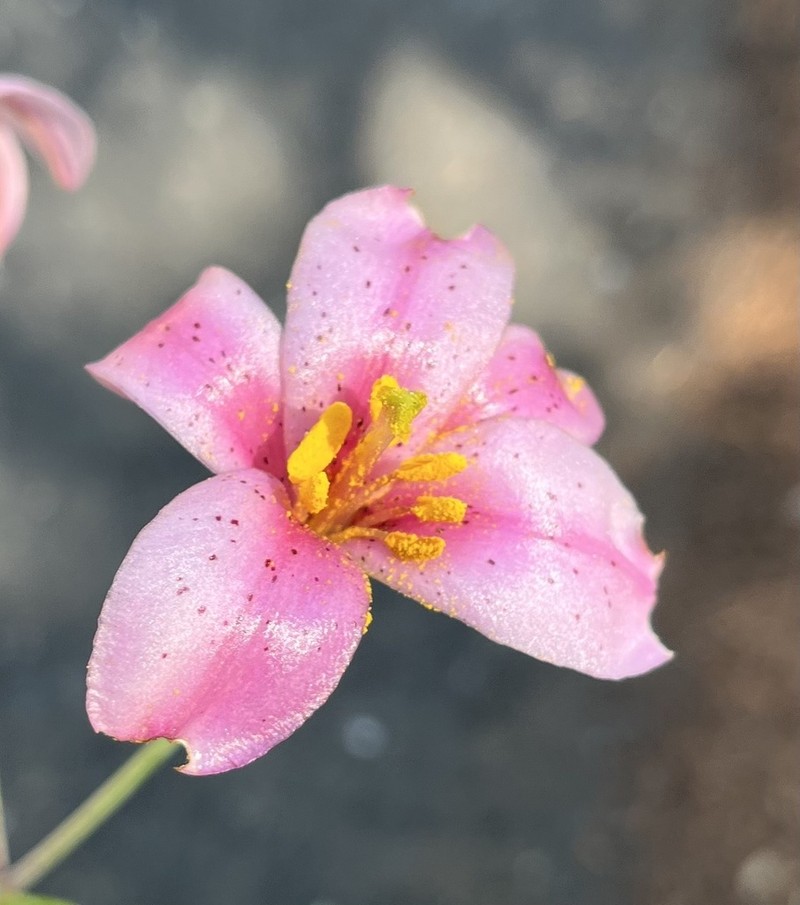 Redwood Lily photo 2