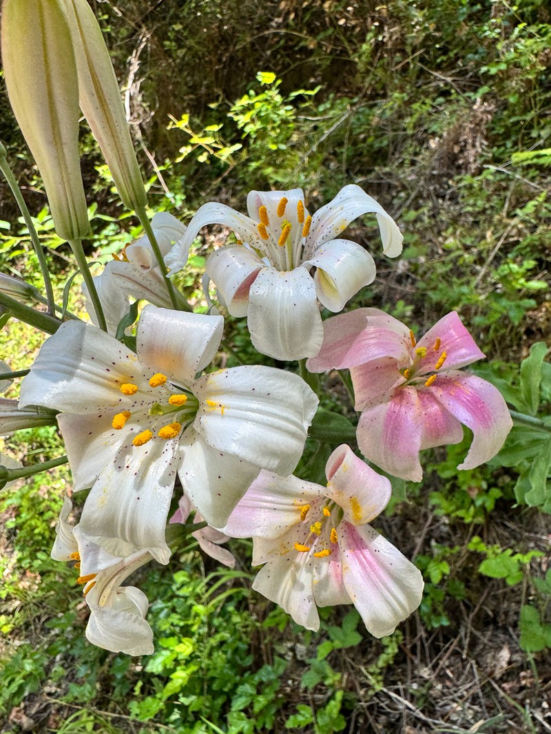 Redwood Lily photo 4