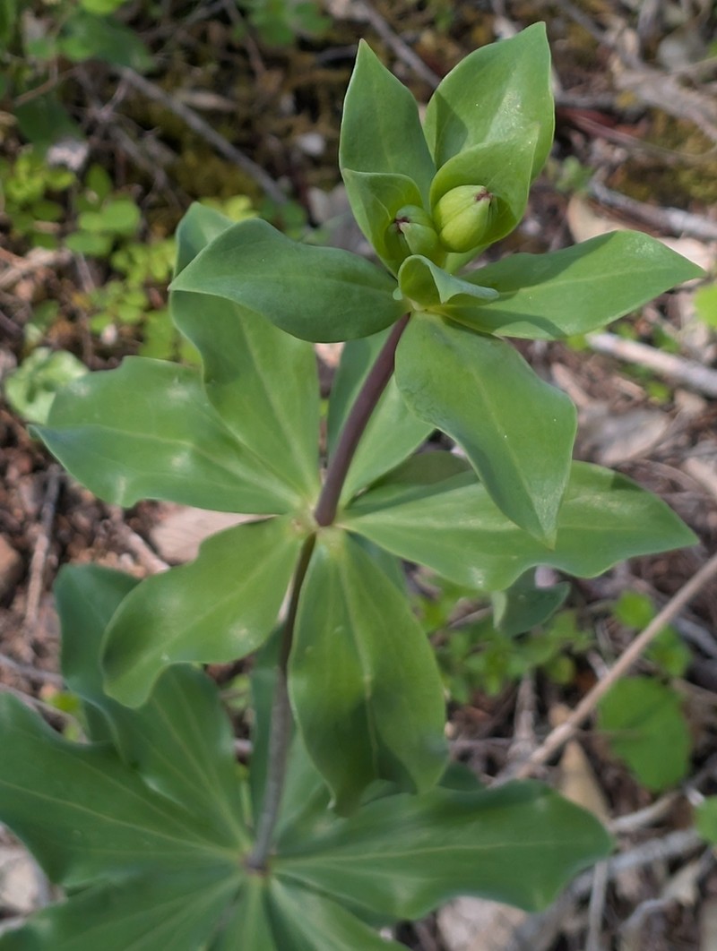 Redwood Lily photo 5