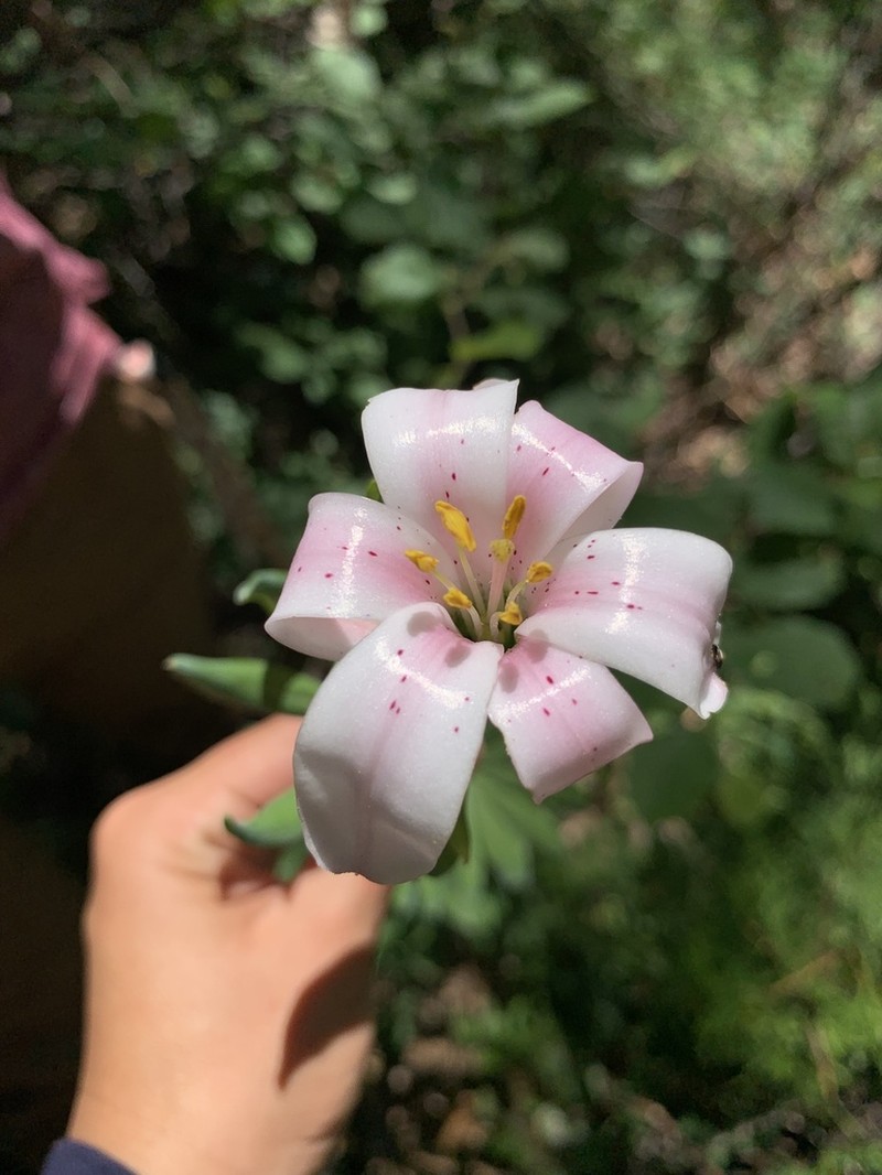 Redwood Lily photo 6