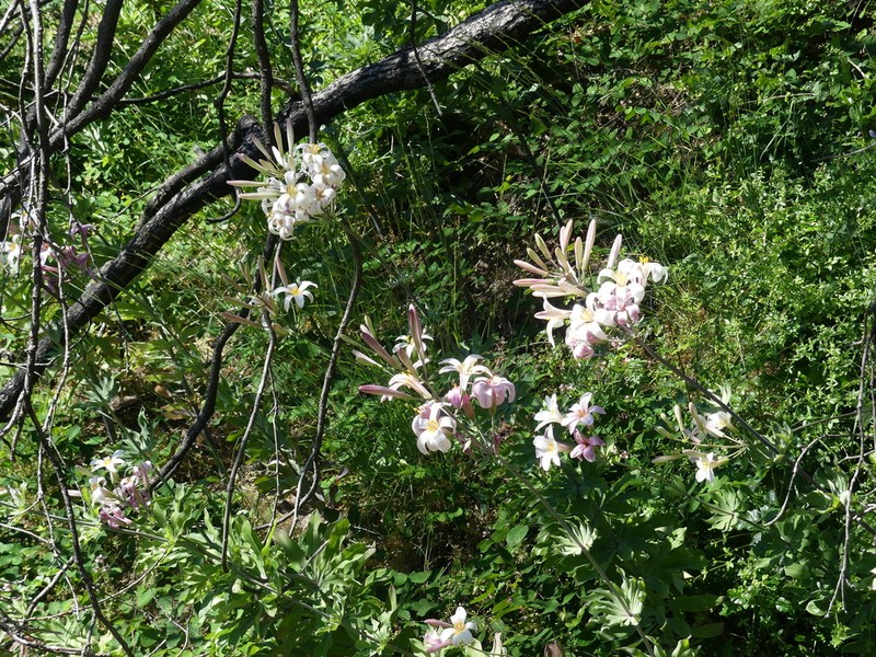 Redwood Lily photo 7