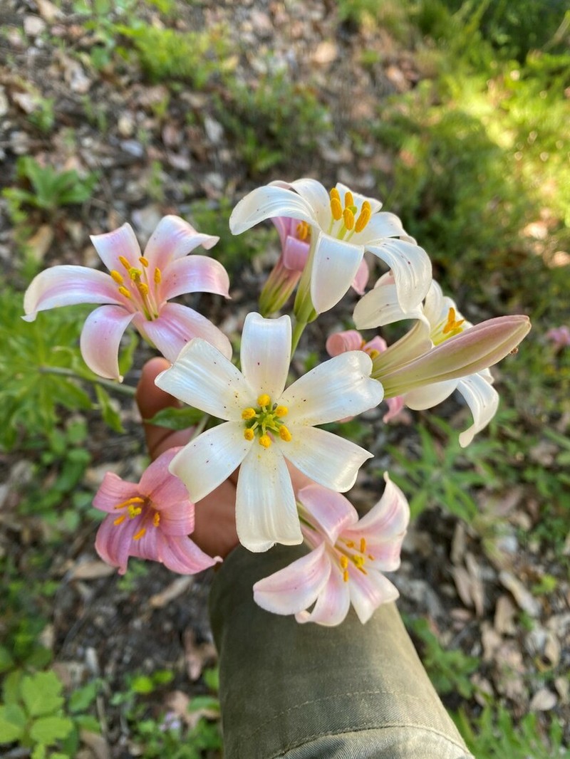 Redwood Lily photo 8