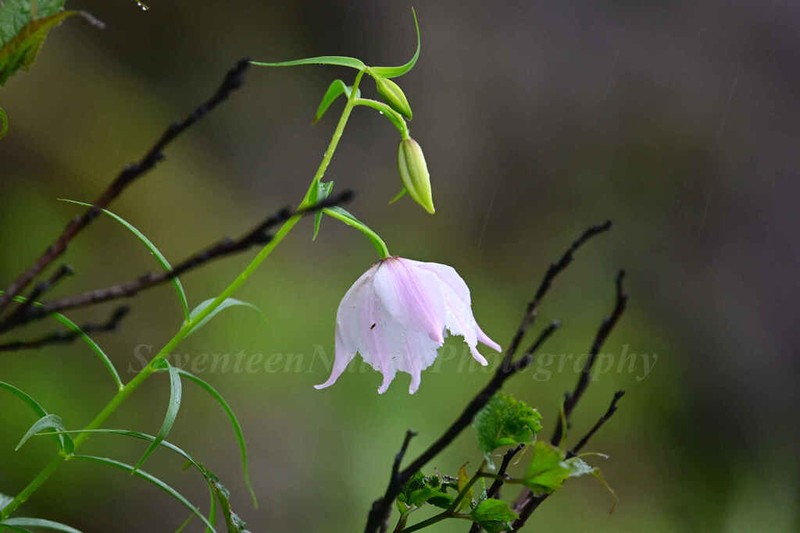 Lilium sealyi