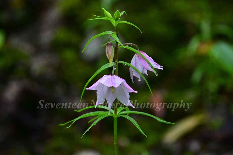 Lilium sealyi photo 2