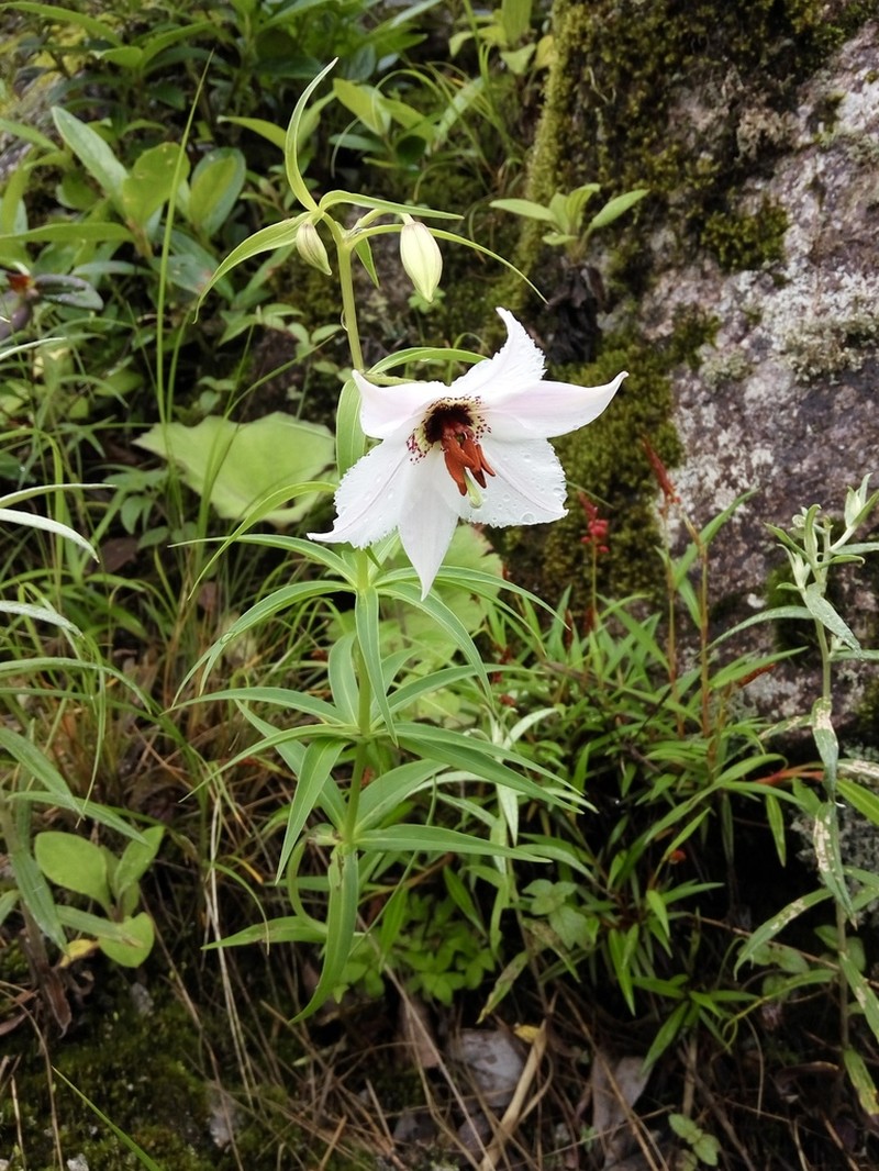 Lilium sealyi photo 3