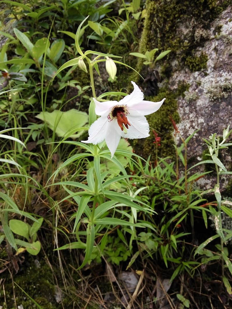 Lilium sealyi photo 4
