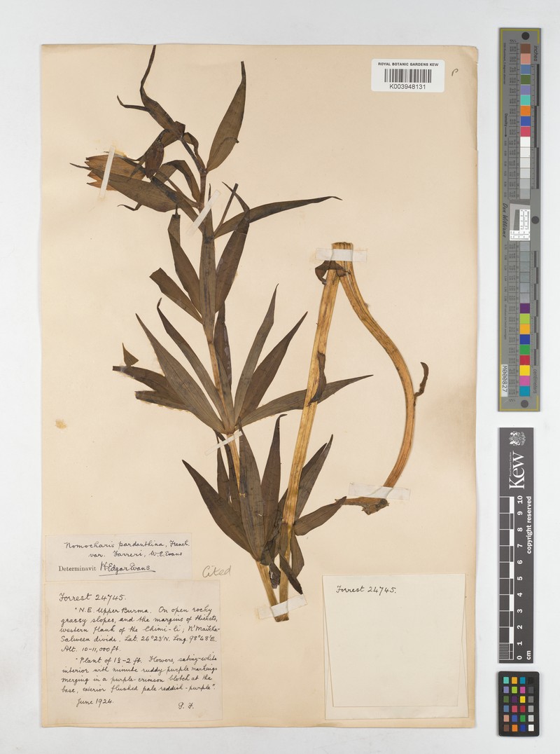 Lilium sealyi photo 5