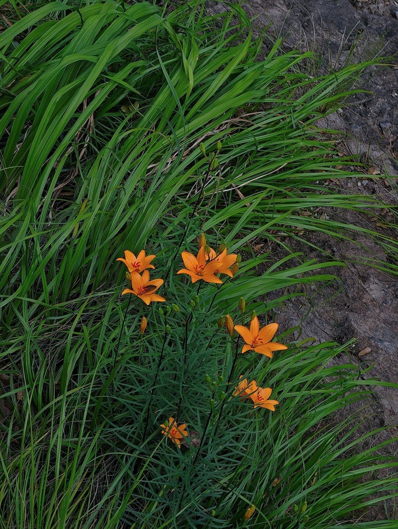 Lilium shenxianjuense