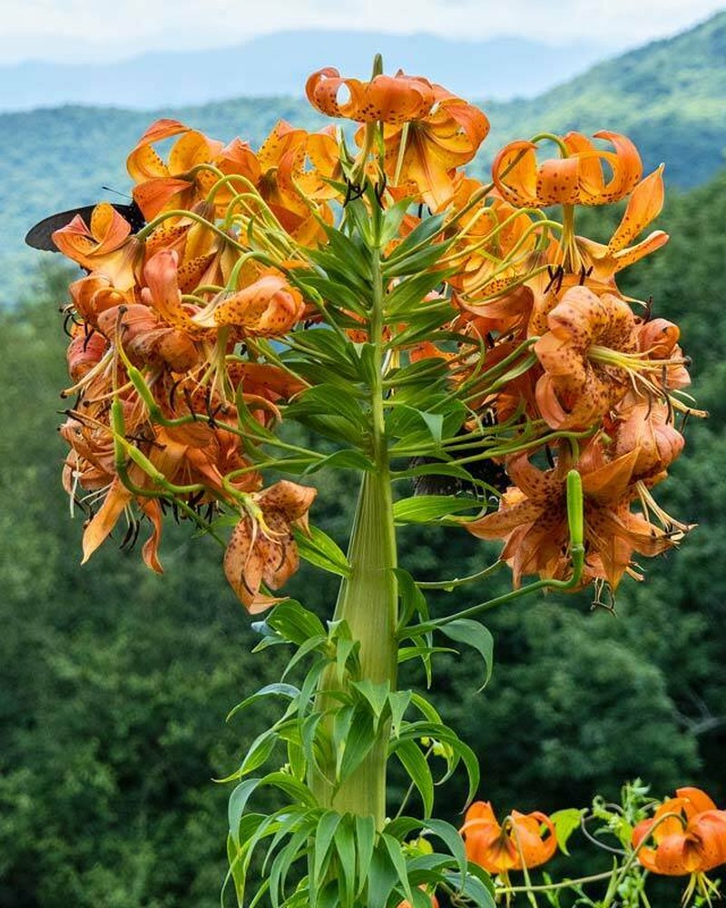 Turk's-Cap Lily photo 2