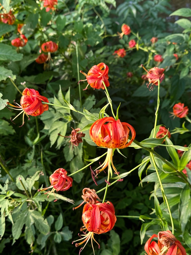 Turk's-Cap Lily photo 3