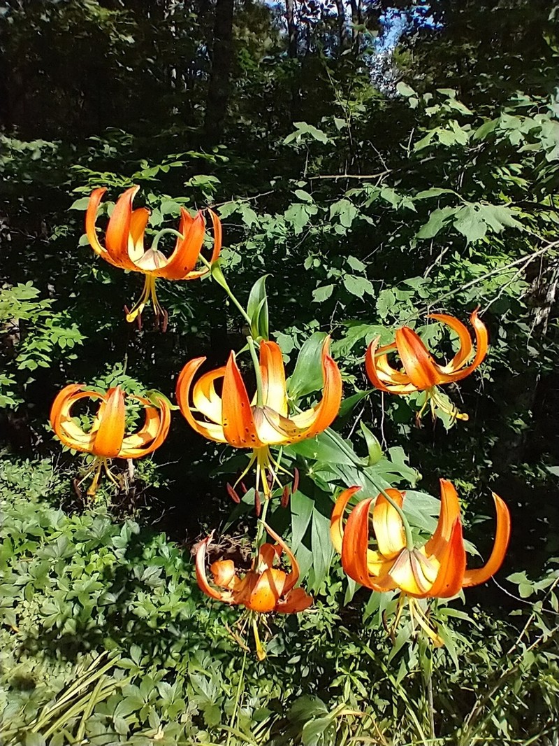 Turk's-Cap Lily photo 4