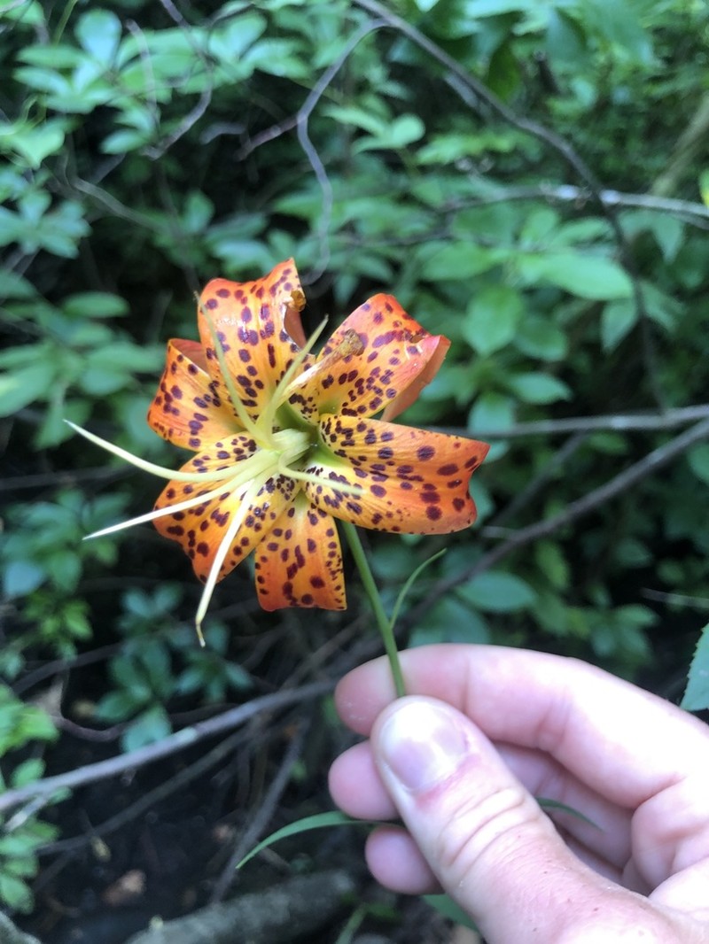 Turk's-Cap Lily photo 5