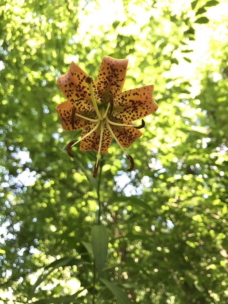 Turk's-Cap Lily photo 6