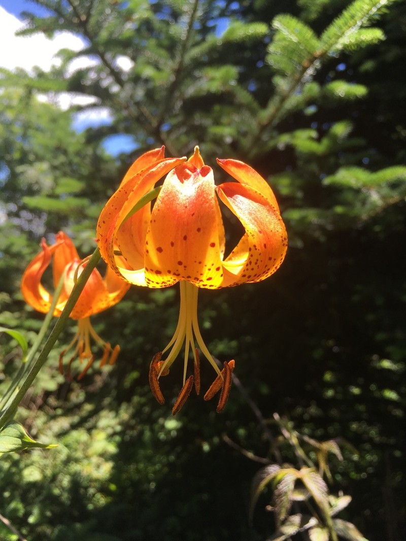 Turk's-Cap Lily photo 7