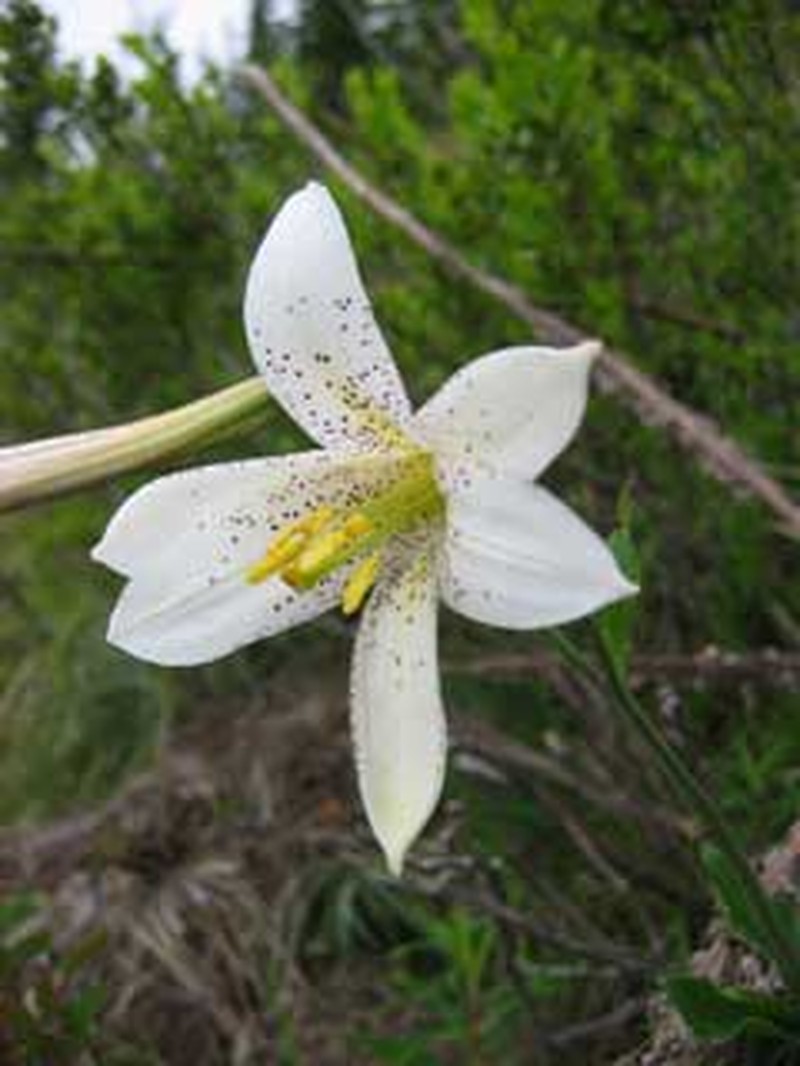 Washington Lily