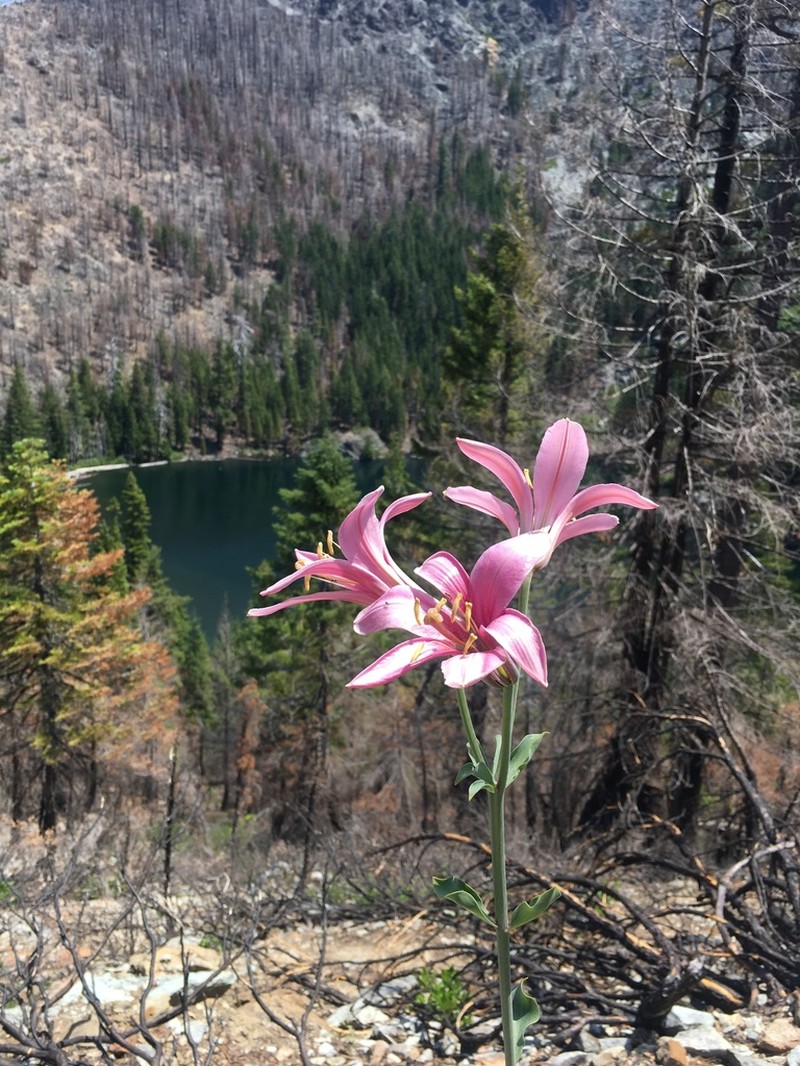 Washington Lily photo 2