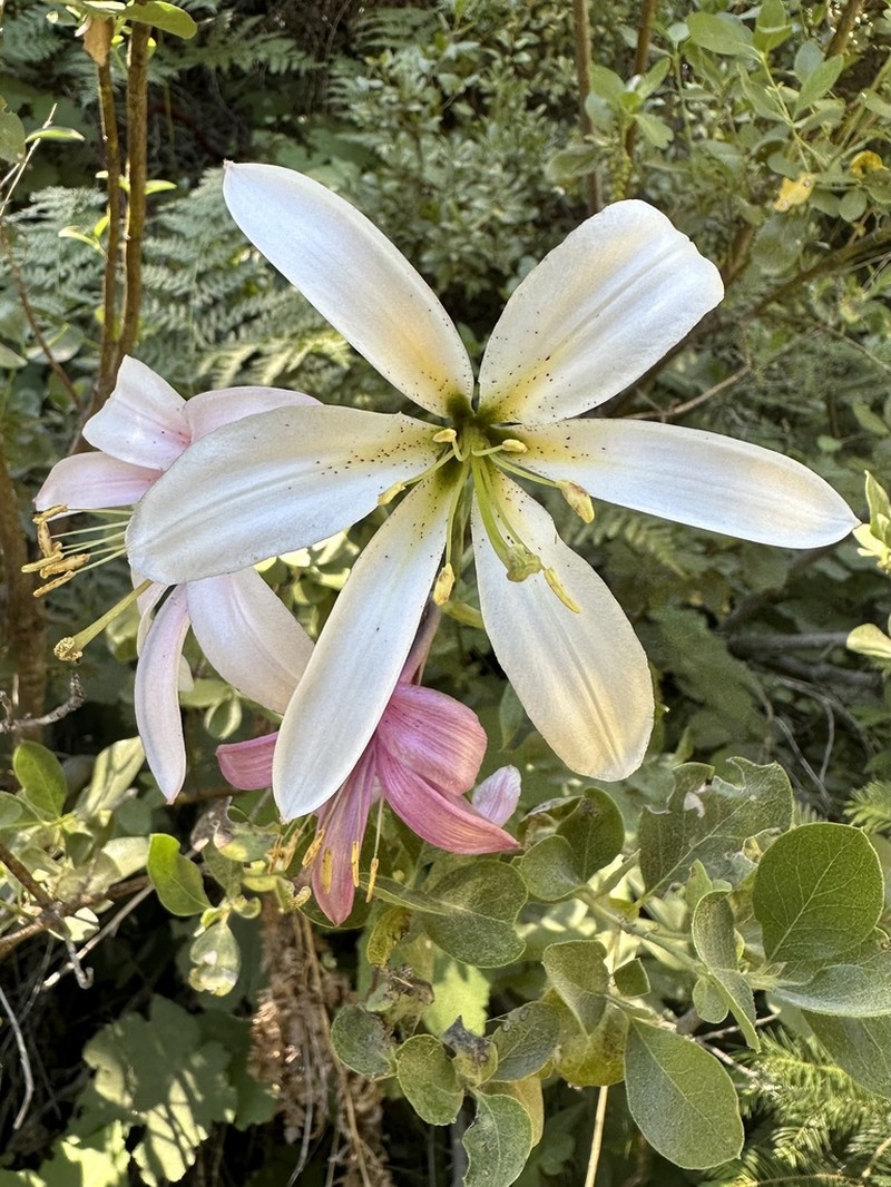 Washington Lily photo 3