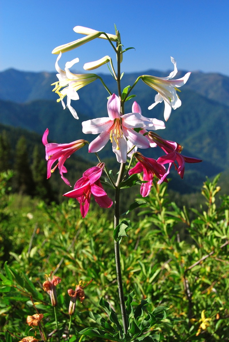 Washington Lily photo 4