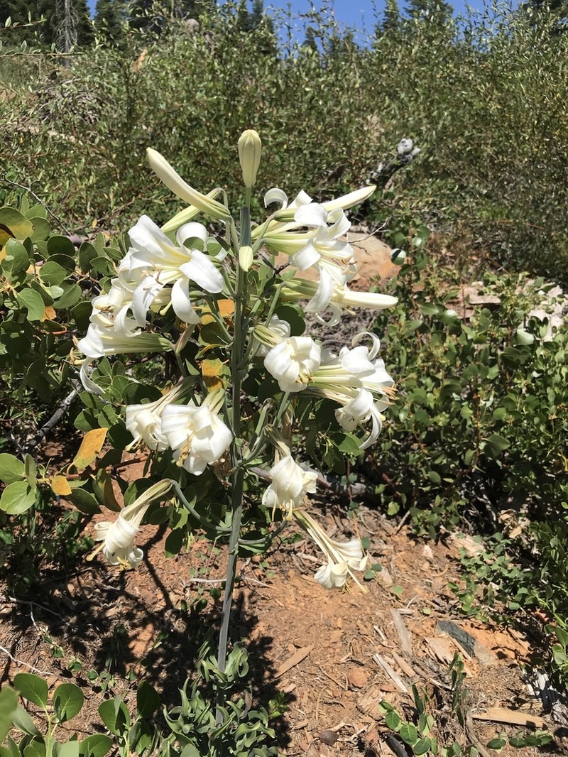 Washington Lily photo 5