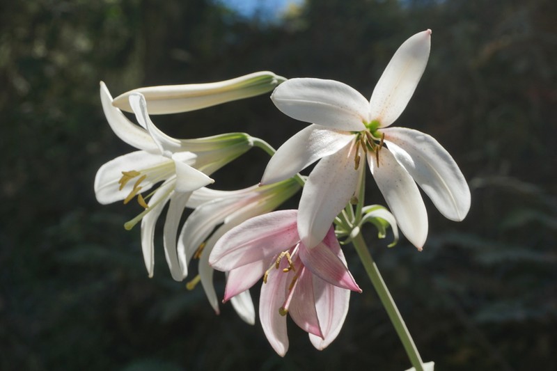 Washington Lily photo 6