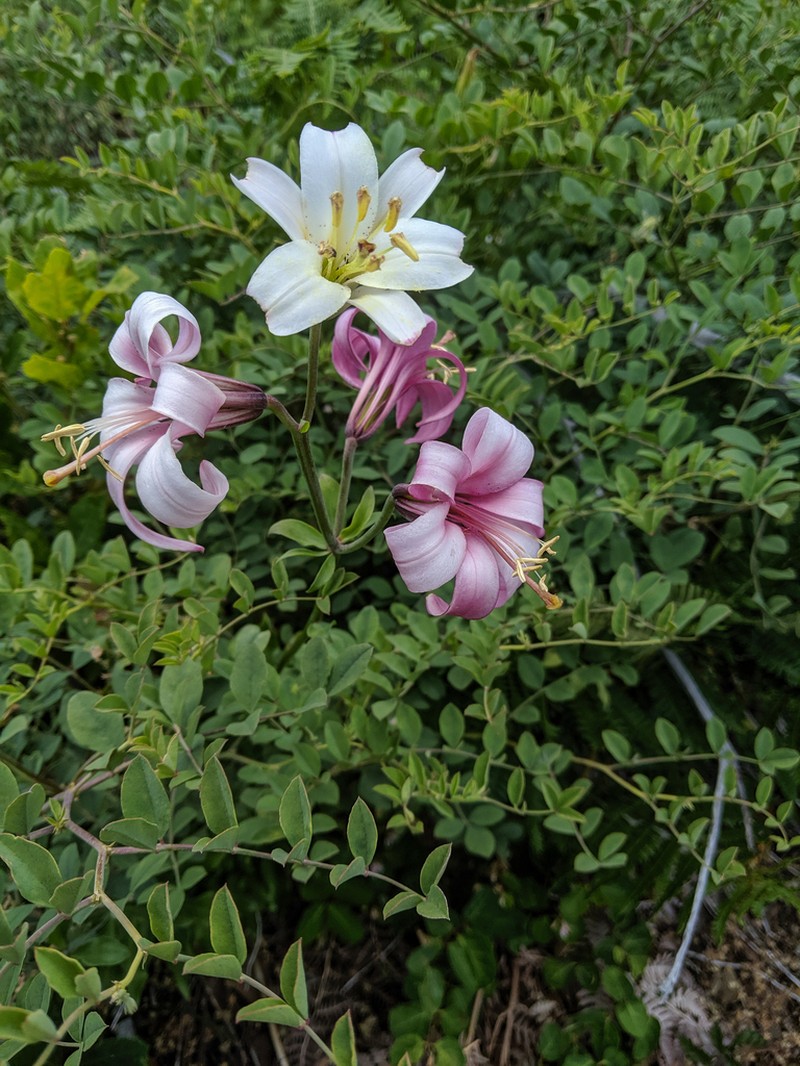 Washington Lily photo 7