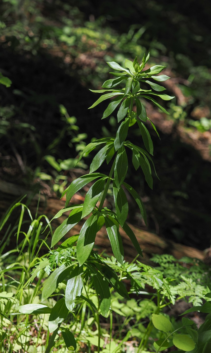 Lilium washingtonianum subsp. purpurascens