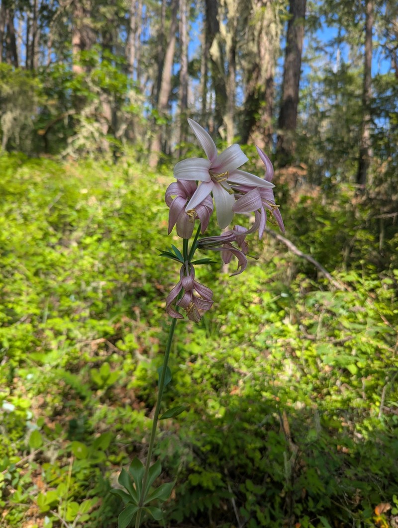 Lilium washingtonianum subsp. purpurascens photo 2