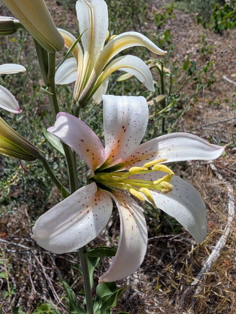Lilium washingtonianum subsp. purpurascens photo 3