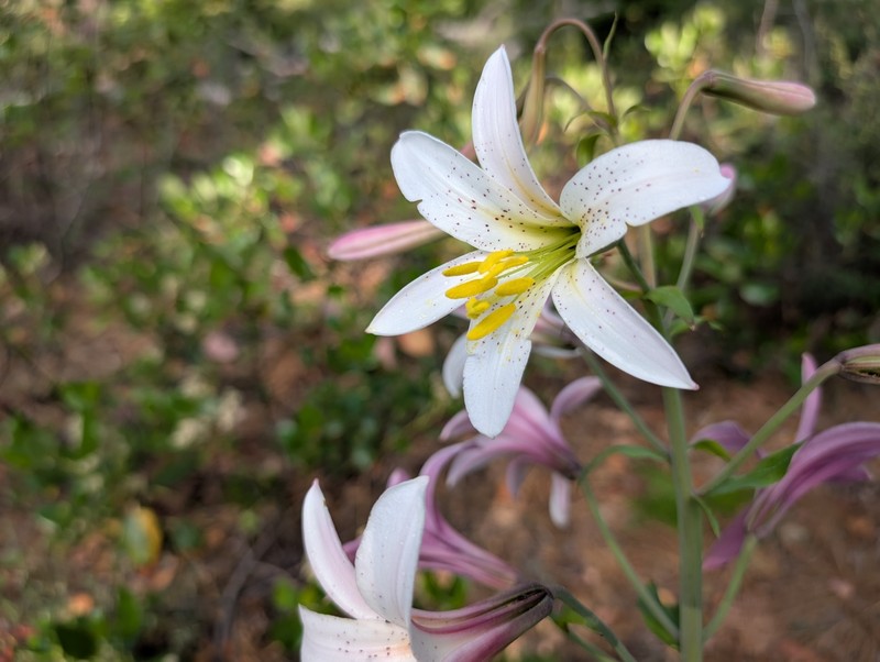 Lilium washingtonianum subsp. purpurascens photo 4