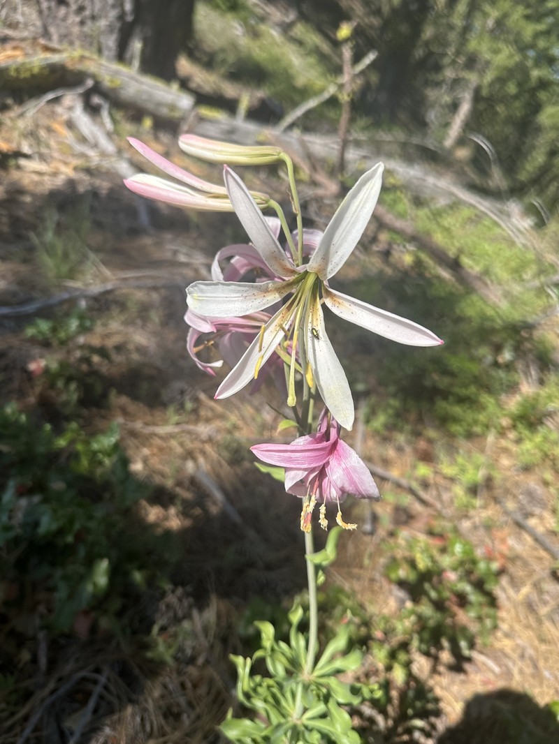 Lilium washingtonianum subsp. purpurascens photo 5