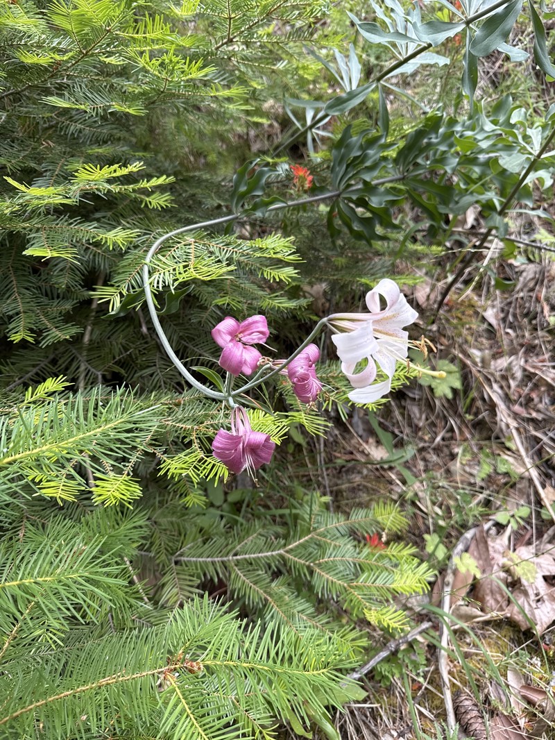 Lilium washingtonianum subsp. purpurascens photo 6
