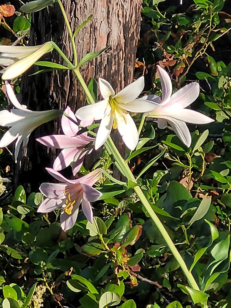 Lilium washingtonianum subsp. purpurascens photo 7