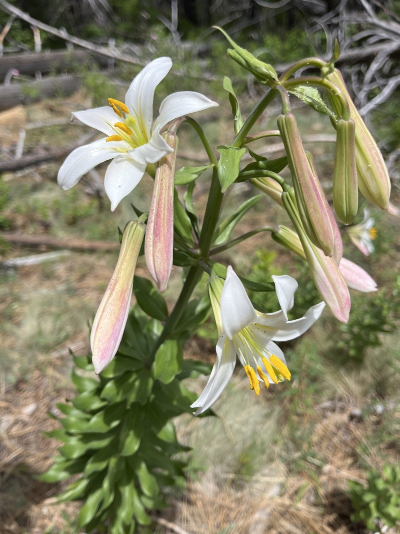 Lilium washingtonianum subsp. purpurascens photo 8