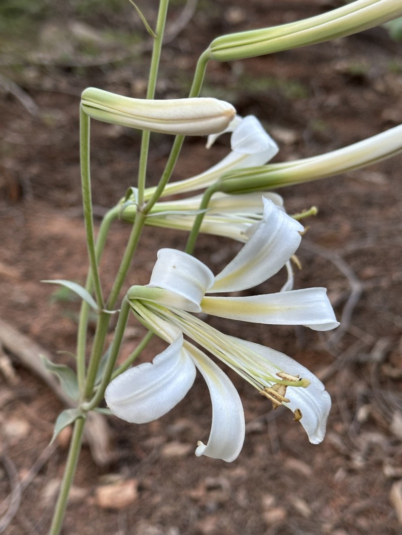 Lilium washingtonianum subsp. washingtonianum photo 2