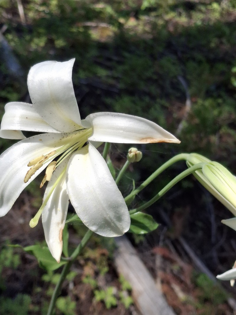 Lilium washingtonianum subsp. washingtonianum photo 3
