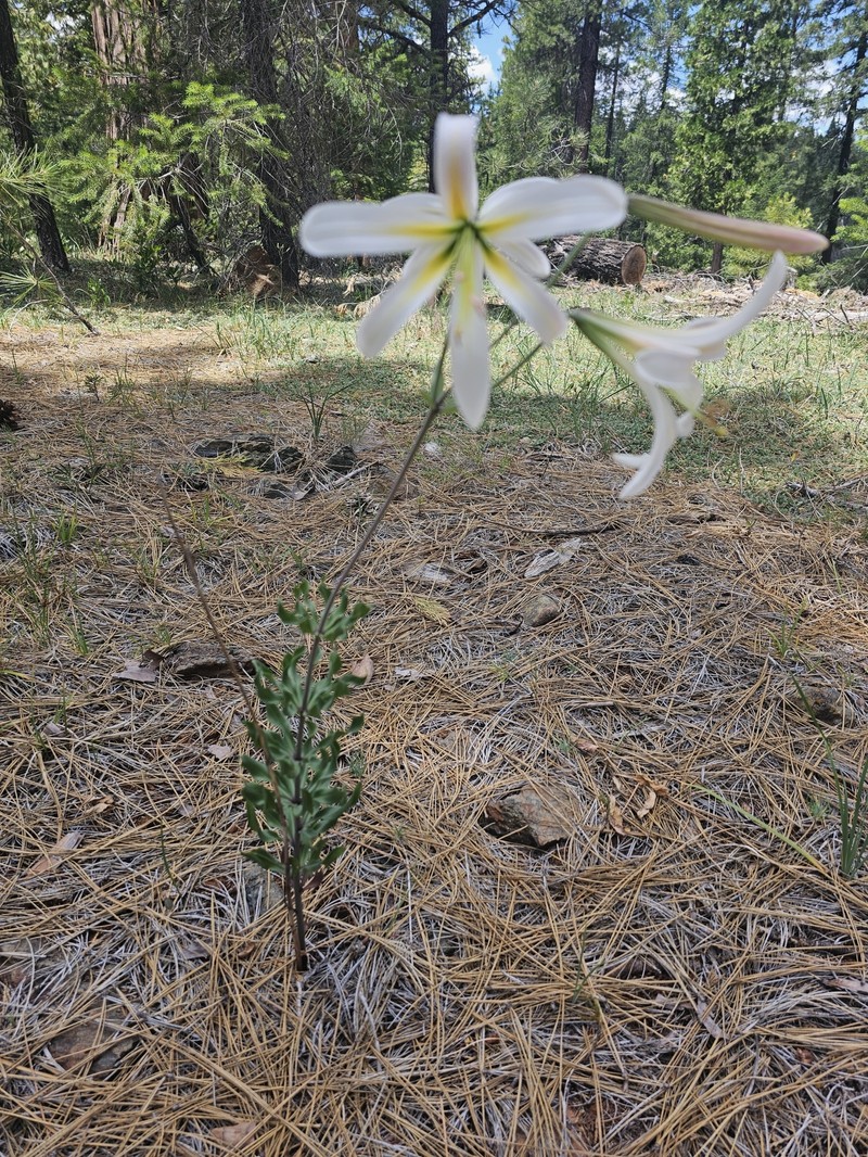 Lilium washingtonianum subsp. washingtonianum photo 4