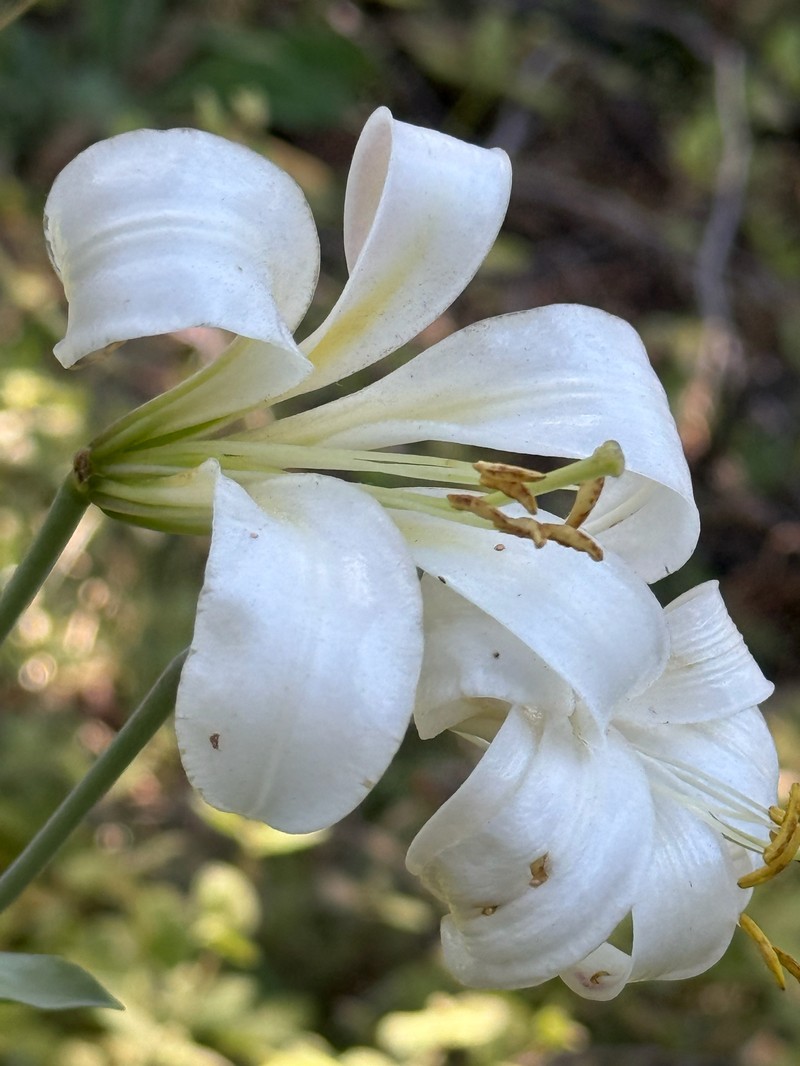 Lilium washingtonianum subsp. washingtonianum photo 5