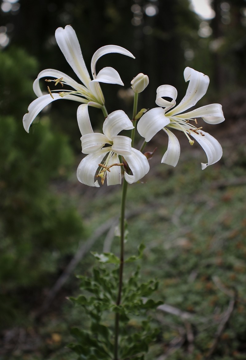 Lilium washingtonianum subsp. washingtonianum photo 6