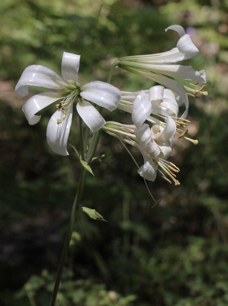 Lilium washingtonianum subsp. washingtonianum photo 8