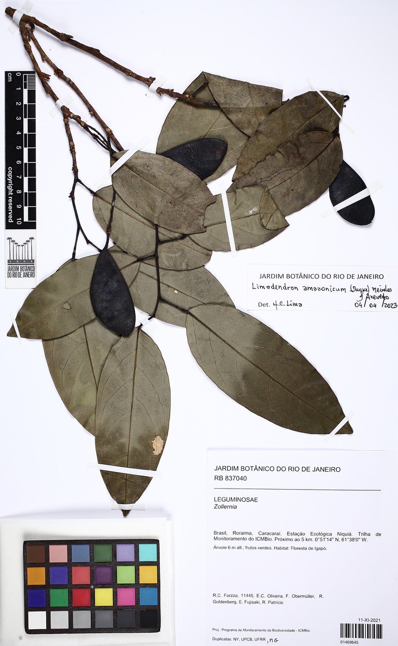 Limadendron amazonicum