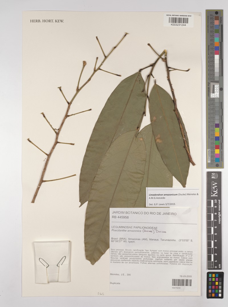 Limadendron amazonicum photo 2