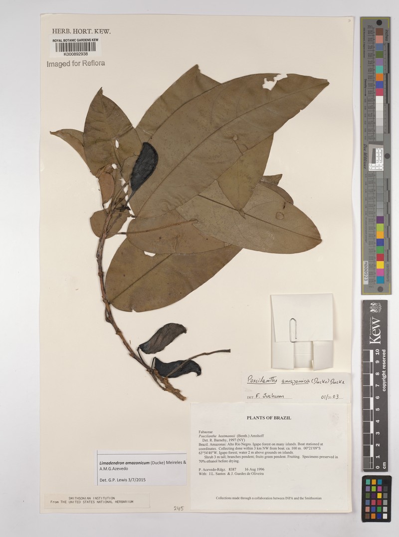 Limadendron amazonicum photo 3
