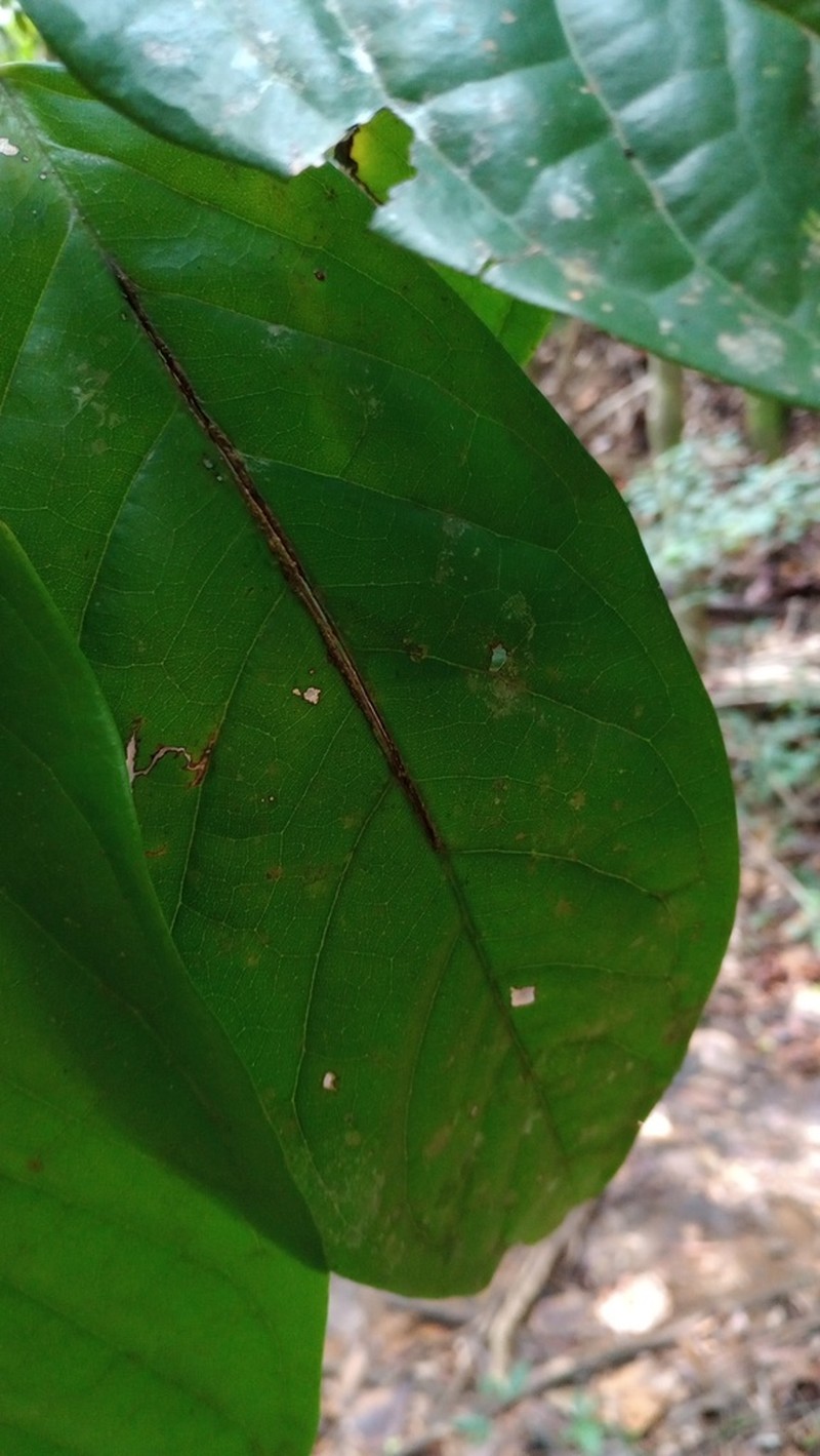 Limadendron hostmannii