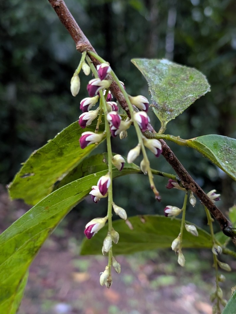 Limadendron hostmannii photo 2