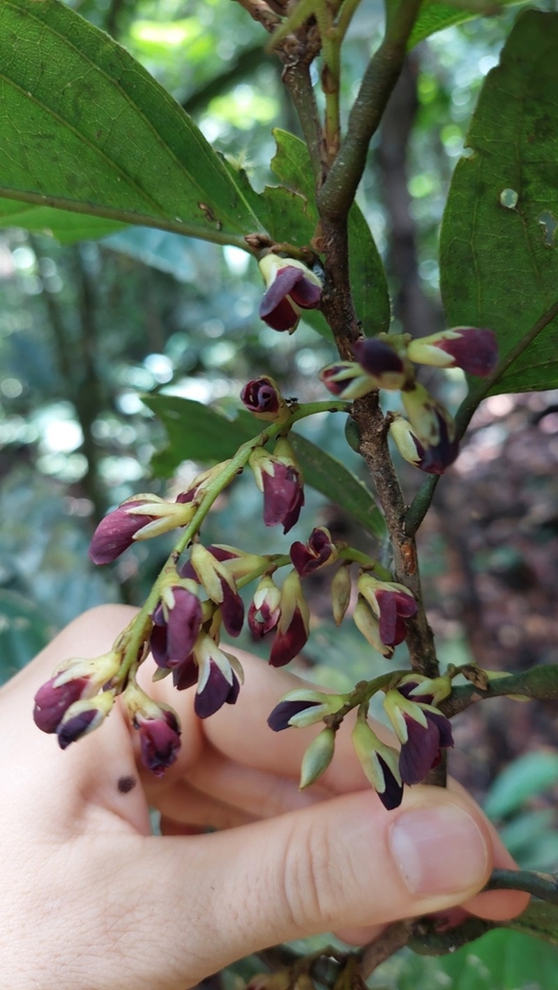 Limadendron hostmannii photo 3